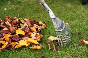 Raking the leaves